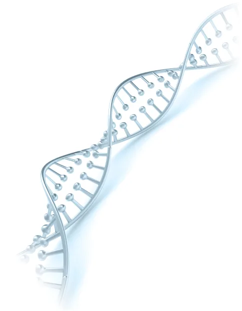 brin en hélice d'ADN