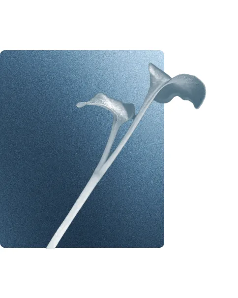 Photo macro d'une plantule